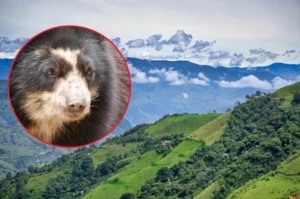 Kolumbia: Rolnicy godzą się z Paddingtonem i poprawiają atmosferę