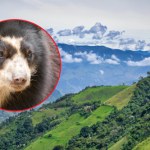 Kolumbia: Rolnicy godzą się z Paddingtonem i poprawiają atmosferę