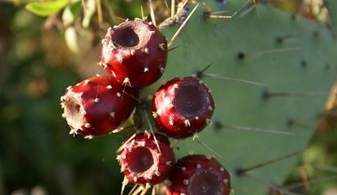 Колюча шкірка та солодка середина. Ці екзотичні плоди захищають печінку та очищують організм