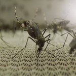 Komar - śmiertelny wróg człowieka
