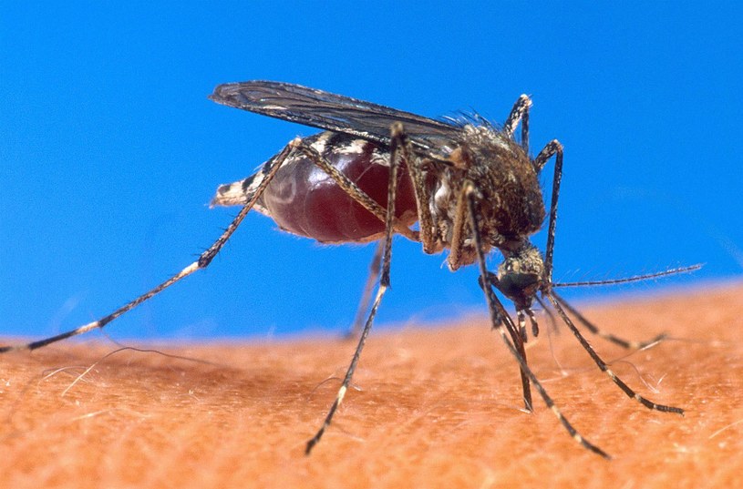 Komar tygrysi roznosi  wirusa DENV-3 który atakuje Singapur /AFP