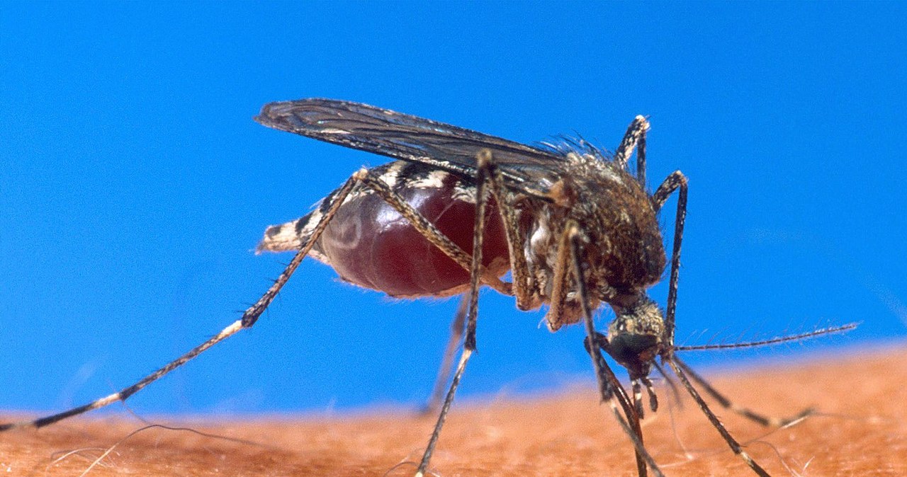Komar tygrysi roznosi  wirusa DENV-3 który atakuje Singapur /AFP