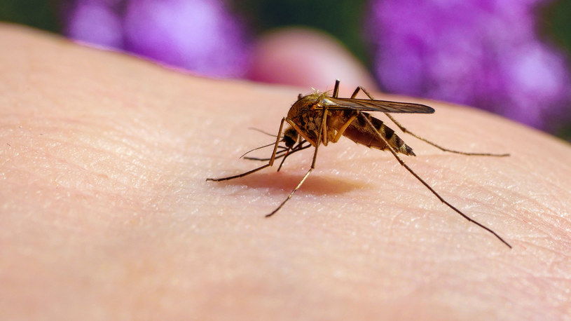 Komarów w Polsce jest coraz mniej. Eksperci alarmują jednak, że taka sytuacja nie jest normalna i może mieć poważne skutki dla środowiska /123RF/PICSEL