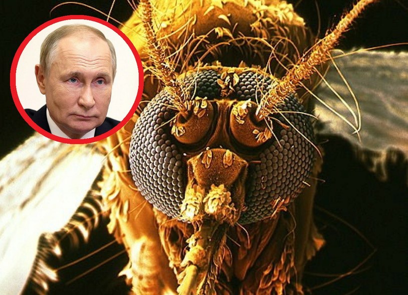 "Komary bojowe" mają być nieczystą zagrywką Ukraińców i uderzyć w wojska Putina. "Fake newsy" rosyjskiej propagandy Rosjanie traktują ze śmiertelną powagą /123RF/PICSEL