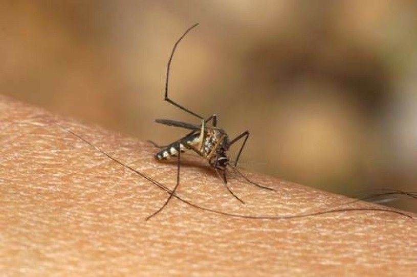 Komary bywają naprawdę uciążliwe letnimi wieczorami /Value Stock Images /East News