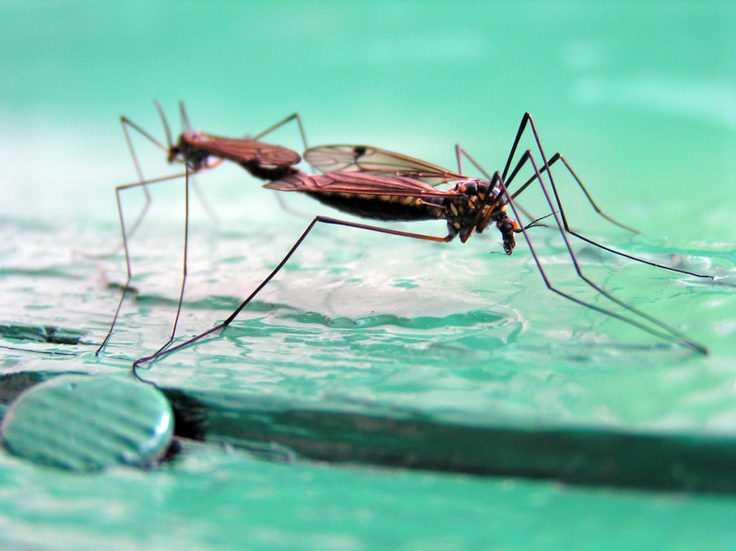 Komary do rozmnażania potrzebują wody, w której samice składają jaja. Dlatego susza jest dla tego gatunku prawdziwą katastrofą /Wikimedia