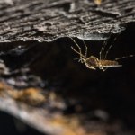 Komary dotarły tam, gdzie nigdy nie były. To nie jest dobry sygnał 