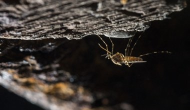Komary dotarły tam, gdzie nigdy nie były. To nie jest dobry sygnał 