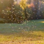 Komary i kleszcze atakują zwłaszcza po deszczach. Sprawdź, jak się chronić