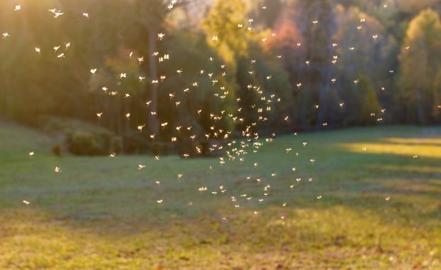 Komary i kleszcze atakują zwłaszcza po deszczach. Sprawdź, jak się chronić