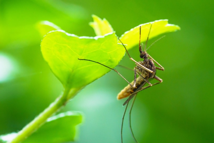 Komary i kleszcze nie mają litości i zawsze atakują znienacka /123RF/PICSEL