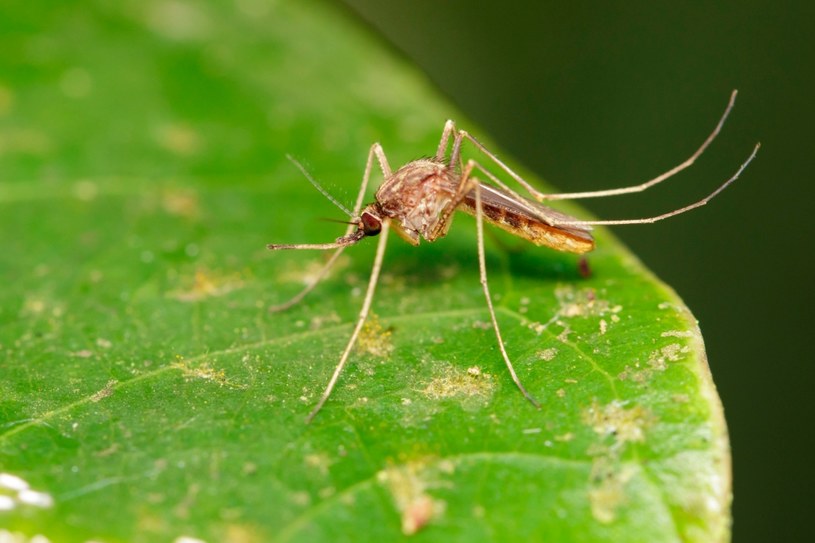 Komary i muchy potrafią skutecznie uprzykrzyć nam letnie wieczory /123RF/PICSEL