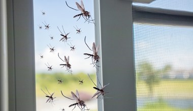 Komary jeszcze nie odpuszczają. Rozsyp to na parapecie, a nie wlecą do domu