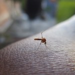 Komary kochają ocieplenie klimatu. Naukowcy mają na nie sposób