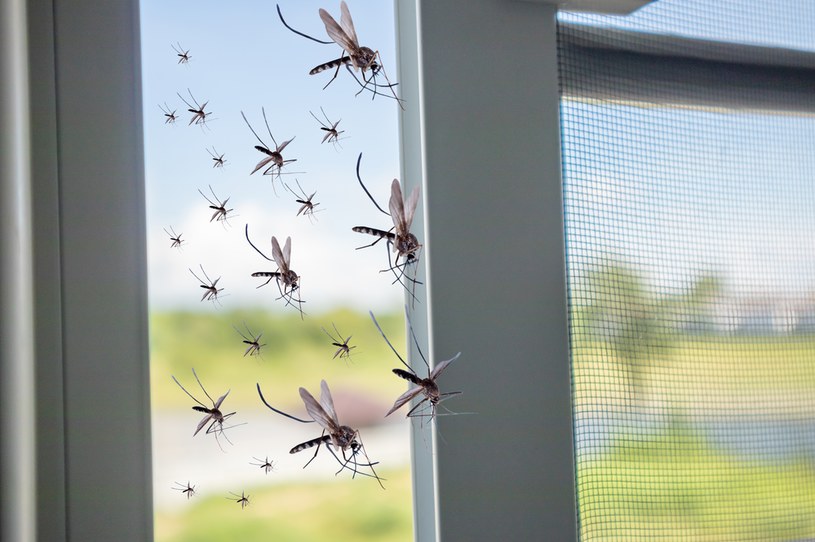 Komary lgną do domów. Zostaw na stole cebulę albo ocet, a uciekną /123RF/PICSEL