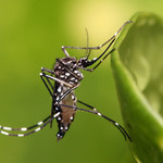 Komary mają radar na pestycydy. Wystarczy jedno spotkanie
