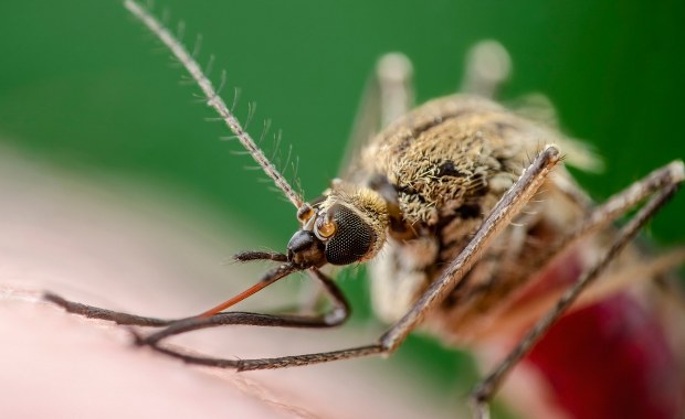 Komary mają swoje ulubione ofiary. Naukowcy odkryli, co je przyciąga