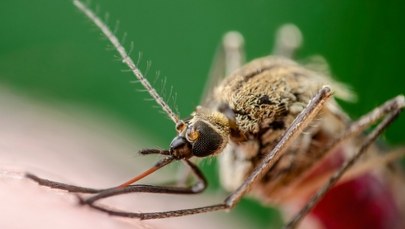 Komary mają swoje ulubione ofiary. Naukowcy odkryli, co je przyciąga