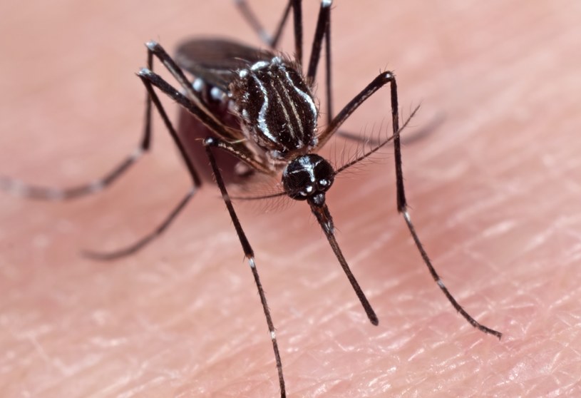 Komary modyfikowane genetycznie nie będą przenosić groźnych chorób? /123RF/PICSEL