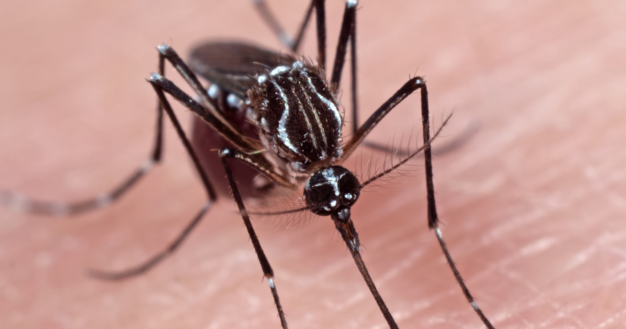 Komary modyfikowane genetycznie nie będą przenosić groźnych chorób? /123RF/PICSEL
