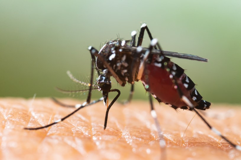 Komary mogą przenosić wiele groźnych chorób. W jakich krajach trzeba uważać? /123RF/PICSEL
