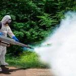 Komary nie mają szans! Szczecin rozpoczyna akcję odkomarzania