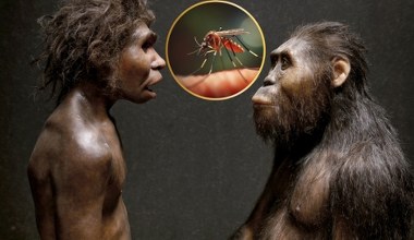 Komary nie zawsze atakowały ludzi. Oto dlaczego zaczęły nas gryźć