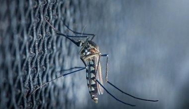 Komary niosące tropikalne choroby zdobywają Europę. Co z Polską?