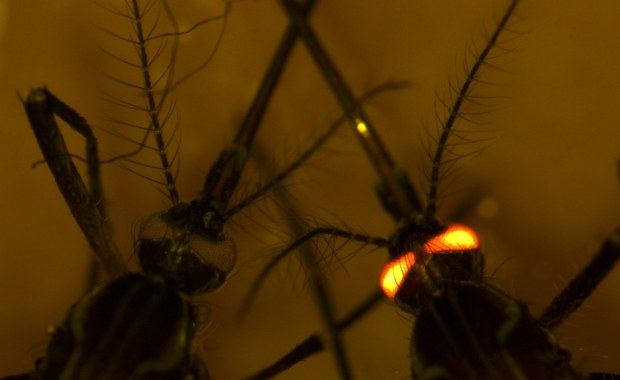 Komary pod kontrolą? Rosną szansę na skuteczną walkę z groźną chorobą