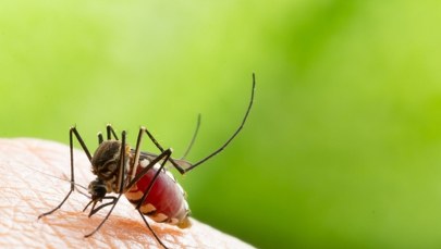 Komary pod lupą naukowców. Studenci z Uniwersytetu Łódzkiego zbadają, jakie przenoszą wirusy