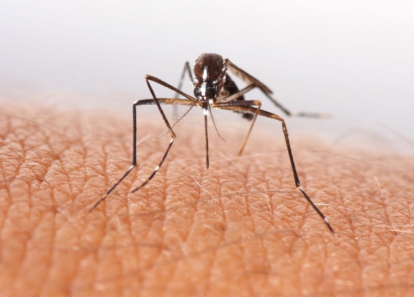 Komary przenosić mogą takie choroby jak: malaria, denga, żółta gorączka, chikungunya, filarioza limfatyczna czy japońskie zapalenie mózgu /123RF/PICSEL