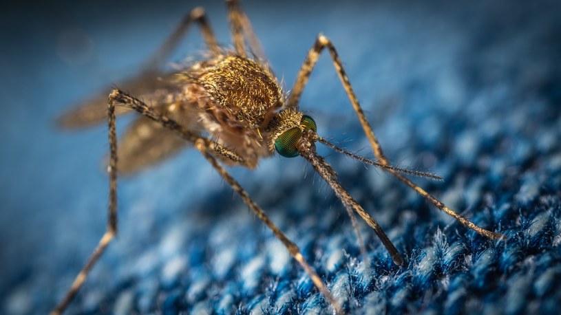 Komary przenoszą wiele groźnych chorób. /Егор Камелев /Unsplash