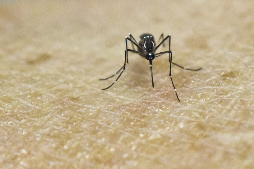 Komary przenoszą wirus Zika /Luis ROBAYO /AFP
