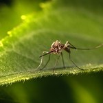 Komary przenoszące bakterie ochronią ludzi przed dengą 