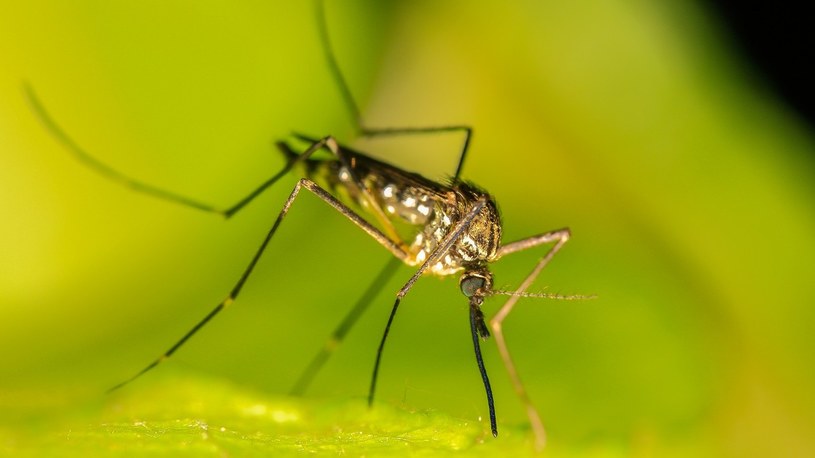 Komary przenoszące malarię świadomie unikają środków owadobójczych? /Geekweek