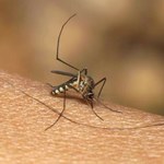 Komary są prawdziwą zmorą latem. Jak się przed nimi ochronić?