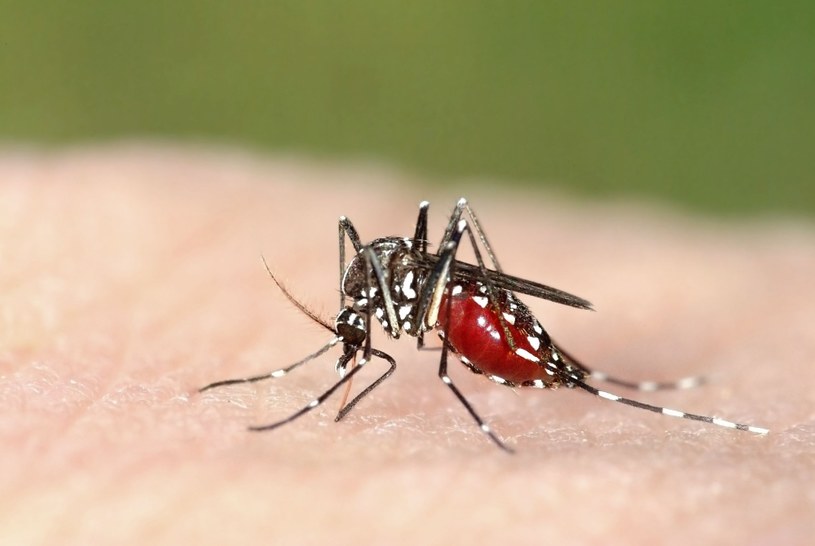 Komary są w tym roku niezwykle uciążliwe /123RF/PICSEL