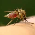 Komary - skuteczne jak pocisk naprowadzany termicznie