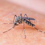 Komary: Skuteczne sposoby odstraszania  