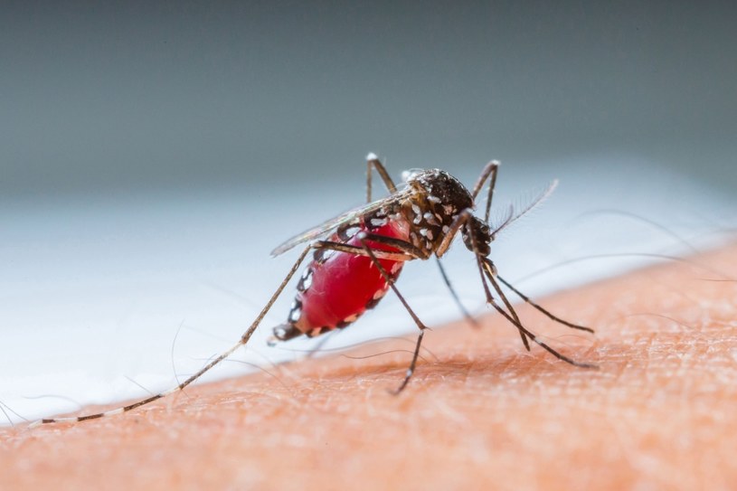 Komary stają się bardziej niebezpieczne w upalne dni /123RF/PICSEL