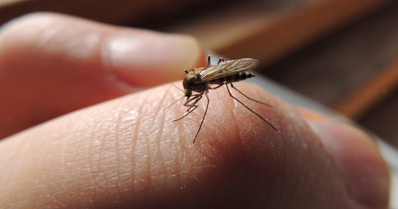 Komary to latem prawdziwa zmora. Skutecznie uprzykrzają letni wypoczynek