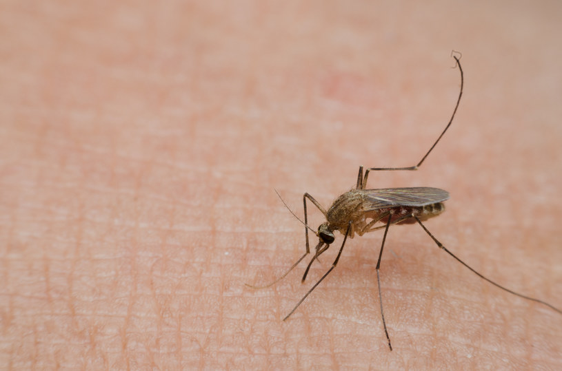 Komary to niewielkie stworzenia, mimo to potrafią uprzykrzyć życie. /123RF/PICSEL