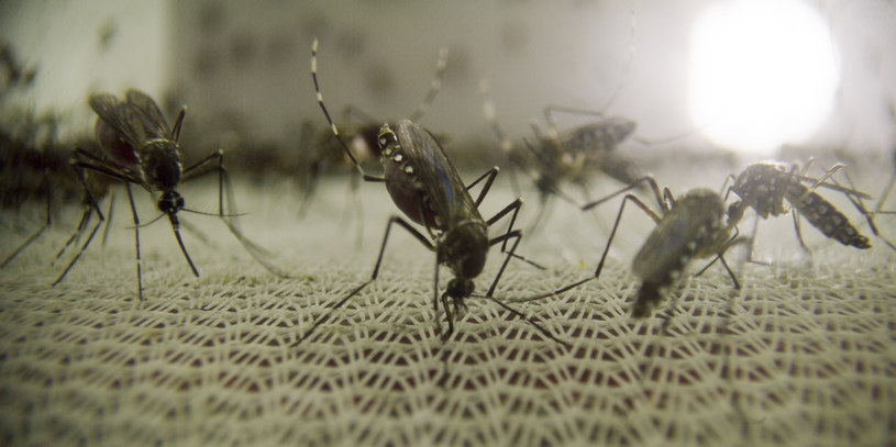 Komary to odwieczni wrogowie człowieka /Fot. Discovery Channel /materiały prasowe