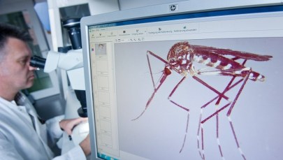 Komary tygrysie w Belgii. Zaleca się likwidację oczek wodnych