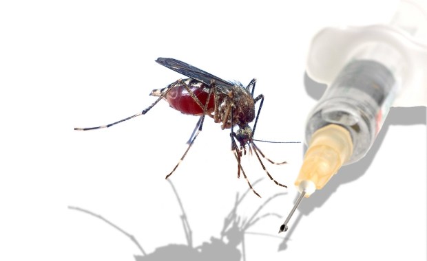 Komary tygrysie w regionie paryskim. Władze i eksperci apelują o ostrożność