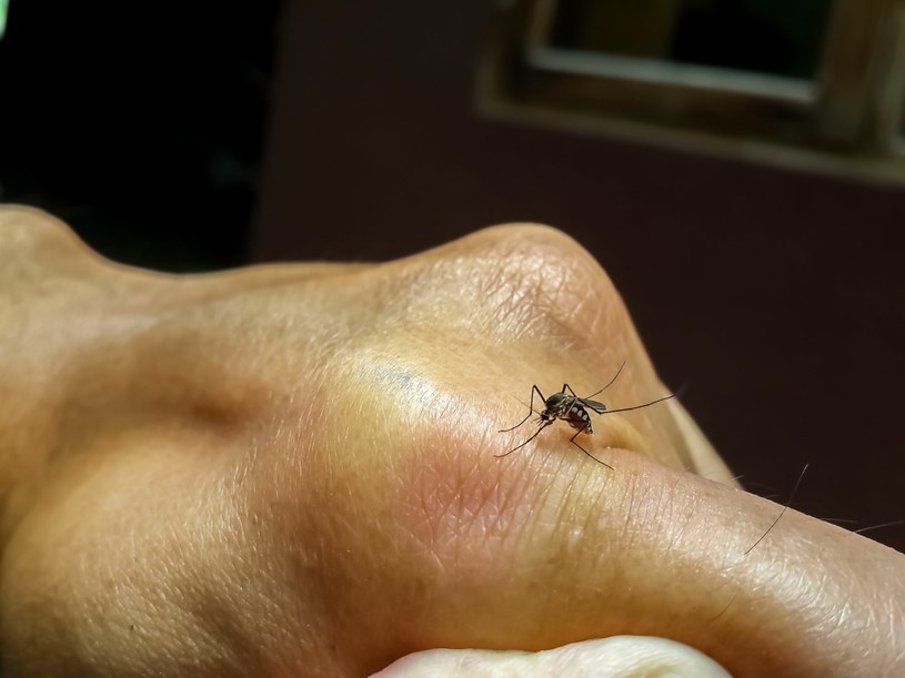 Komary typują swoje ofiary, kierując się zapachem /123RF/PICSEL