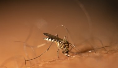 Komary uwielbiają globalne ocieplenie. Stworzyliśmy im idealne warunki