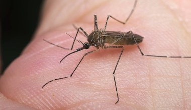 Komary zaatakowały. Ten rok to będą dla nich wielkie żniwa