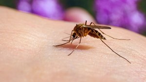 Komary znikają. To wcale nie jest dobra wiadomość