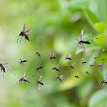 Komarzyca - jak dbać o roślinę, która odstrasza insekty